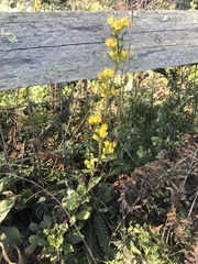 Solidago spathulata