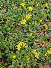 Valeriana aretioides
