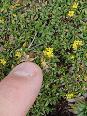 Valeriana aretioides