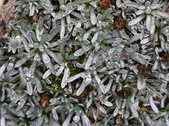 Lucilia kunthiana