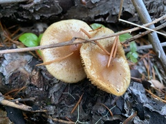 Pholiota occidentalis
