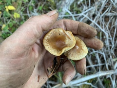 Pholiota occidentalis