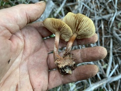 Pholiota occidentalis
