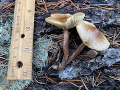 Pholiota occidentalis