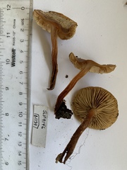Pholiota occidentalis