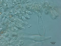 Pholiota occidentalis