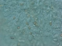 Pholiota occidentalis