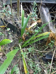 Hymenocallis acutifolia