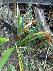 Hymenocallis acutifolia