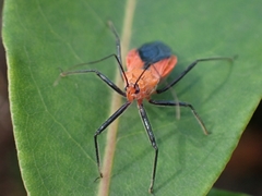 Gminatus australis