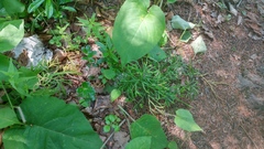 Diphasiastrum complanatum