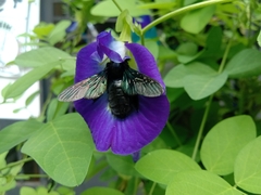 Xylocopa iridipennis