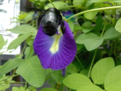Xylocopa iridipennis