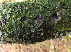 Melanohalea olivacea