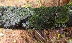 Melanohalea olivacea