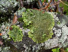 Melanohalea olivacea