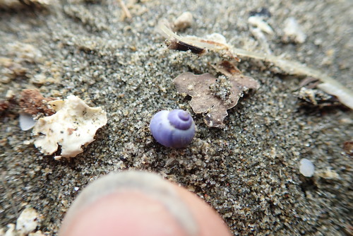 photo of Dwarf Violet Snail (Janthina exigua)