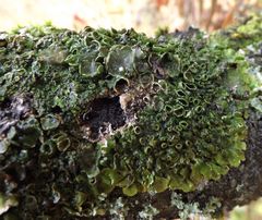 Melanohalea olivacea