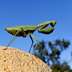 Trachymantis dentifrons