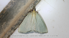 Trebania postalbalis