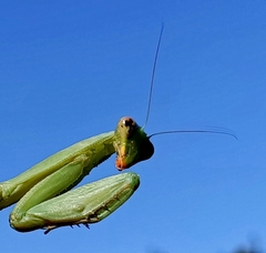 Trachymantis dentifrons