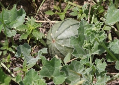 Apodanthera undulata