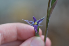 Thelymitra formosa