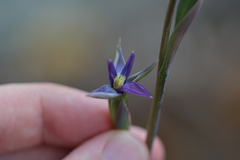 Thelymitra formosa