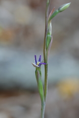 Thelymitra formosa