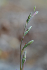 Thelymitra formosa