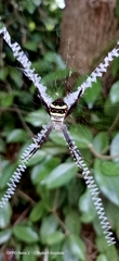 Argiope caledonia