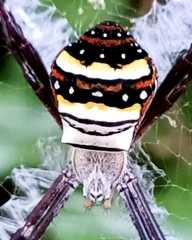 Argiope caledonia