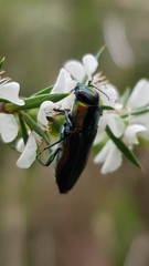 Selagis caloptera