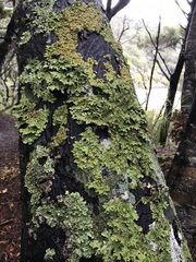 Pseudocyphellaria glabra