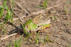 Locusta migratoria