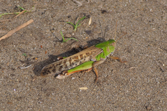 Locusta migratoria