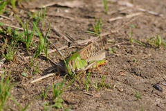 Locusta migratoria