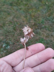 Anthyllis vulneraria polyphylla