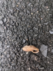 Plectotropis mackensii