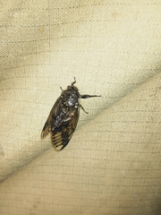 Melampsalta