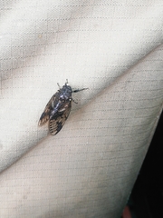 Melampsalta