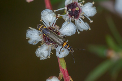 Chauliognathus sydneyanus