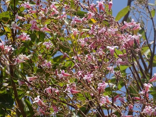 pink-jacaranda