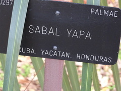 Sabal yapa