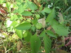 Physalis longifolia subglabrata
