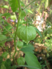 Physalis longifolia subglabrata