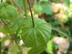 Physalis longifolia subglabrata