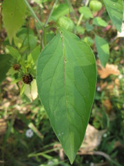 Physalis longifolia subglabrata