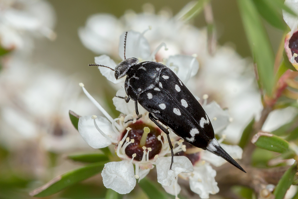 Hoshihananomia octodecimmaculata