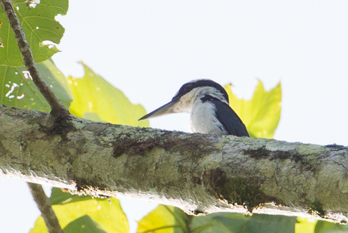 Sombre Kingfisher (Todiramphus funebris), photo 5